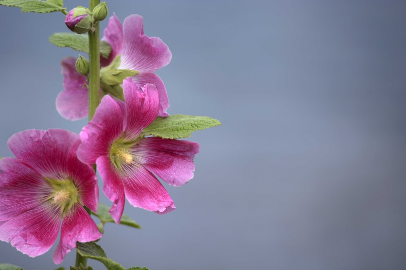 蜀葵花圖片