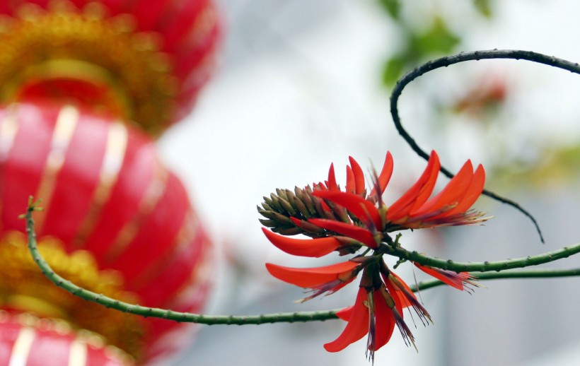 花形如辣椒的刺桐花图片