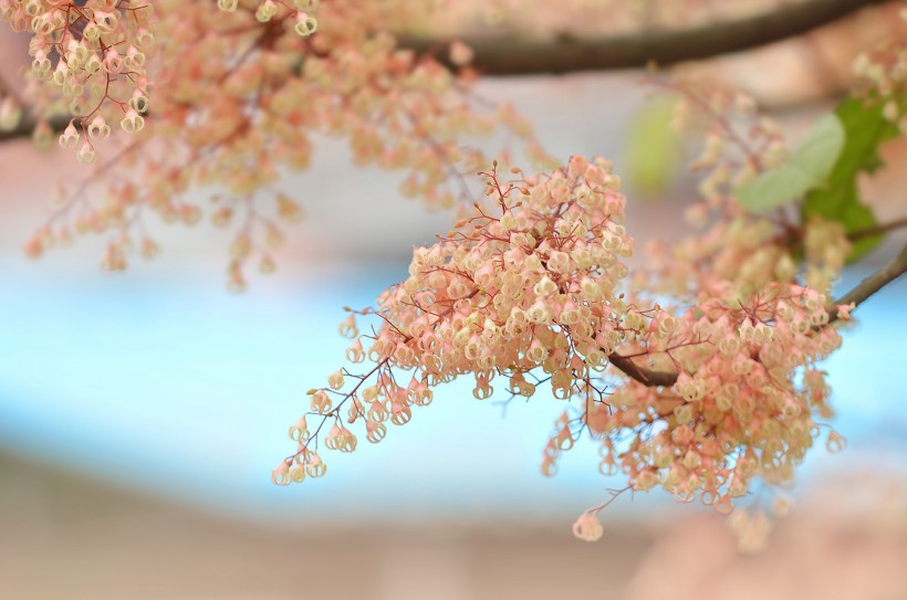 特別的蘋婆花圖片