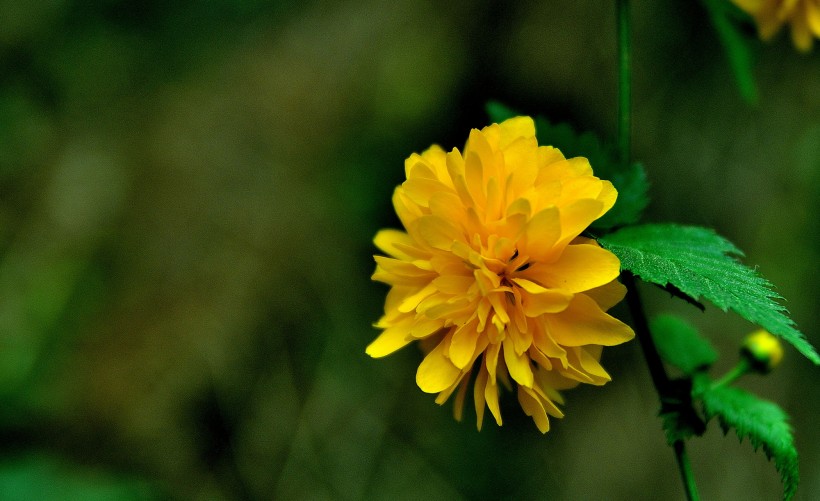 黃色報(bào)春花圖片