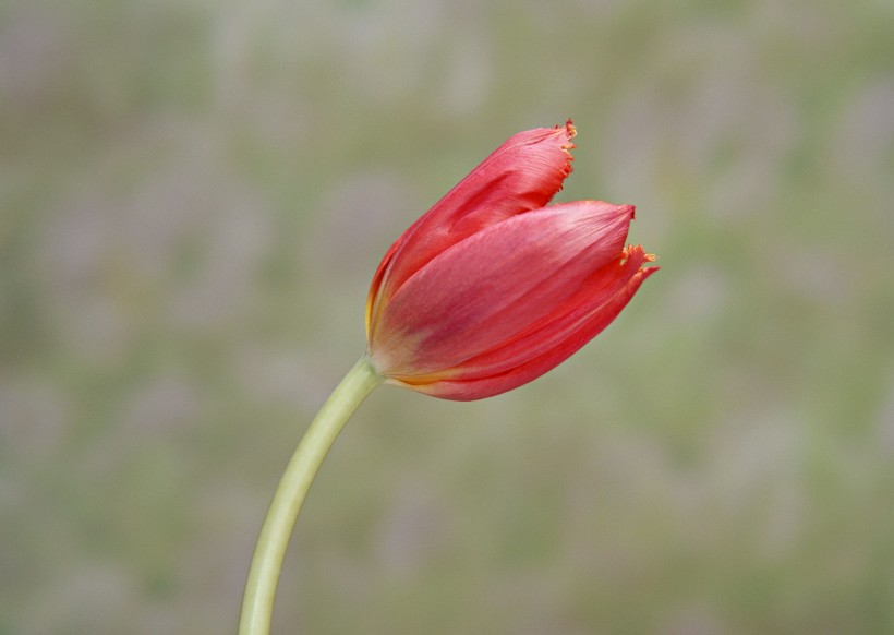 郁金香花束圖片