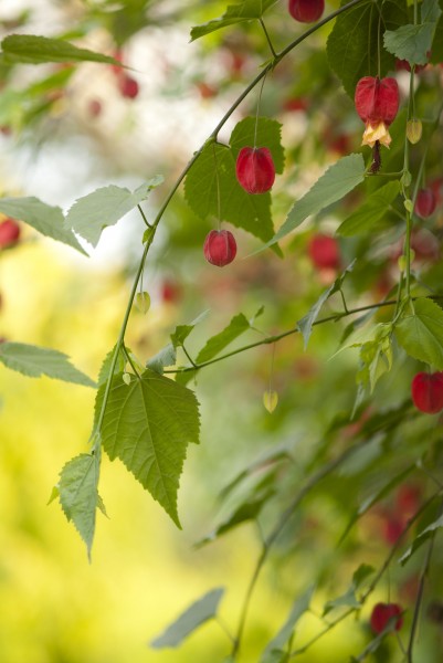 紅色燈籠花圖片