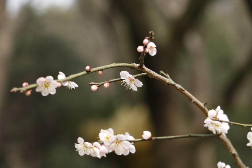 冬日淡雅臘梅圖片