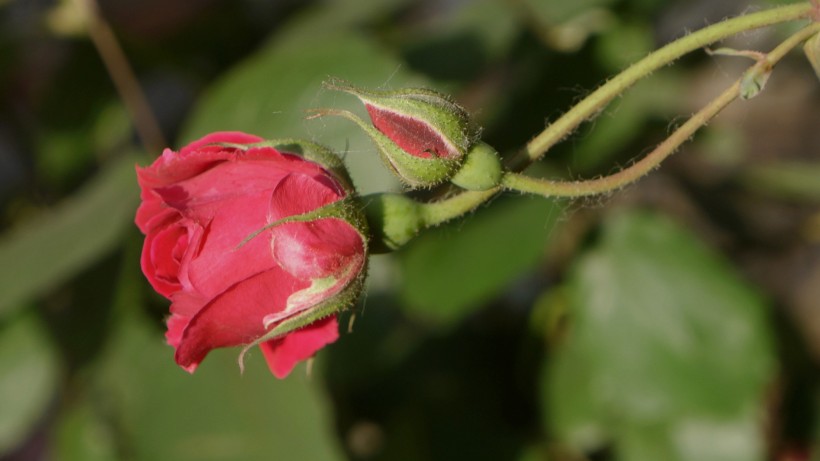 红色月季花图片