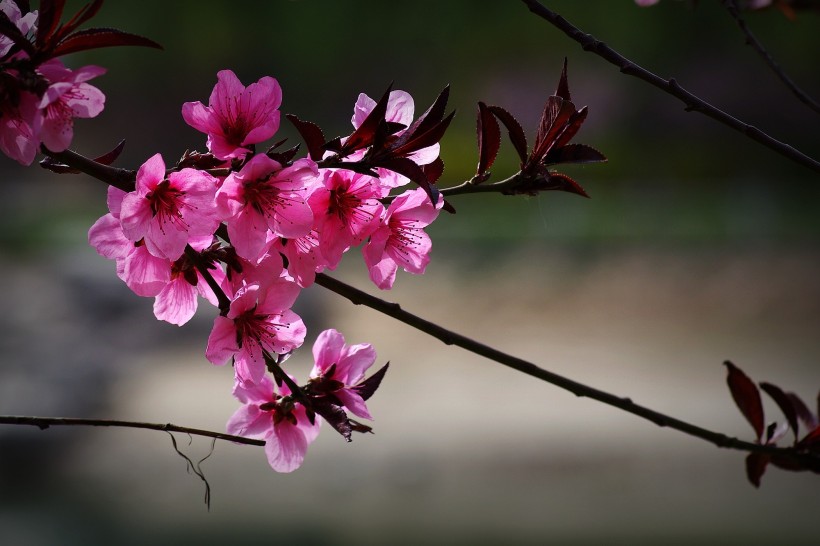 艳丽桃花图片