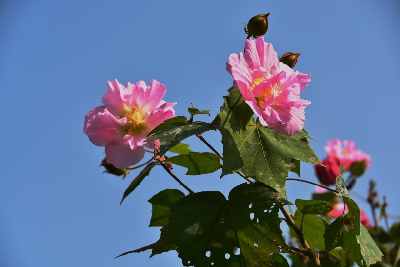 芙蓉花图片