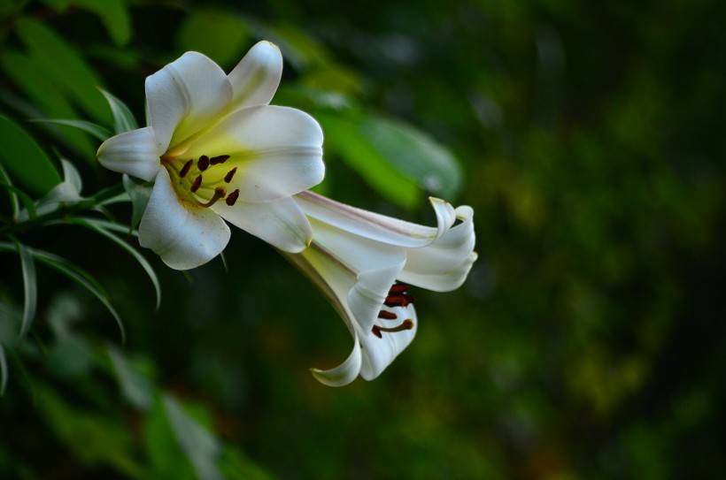 百合花圖片