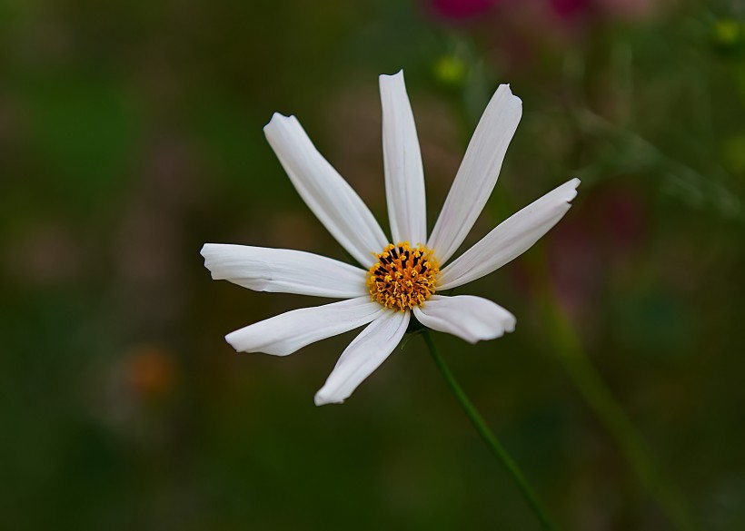 清丽格桑花图片