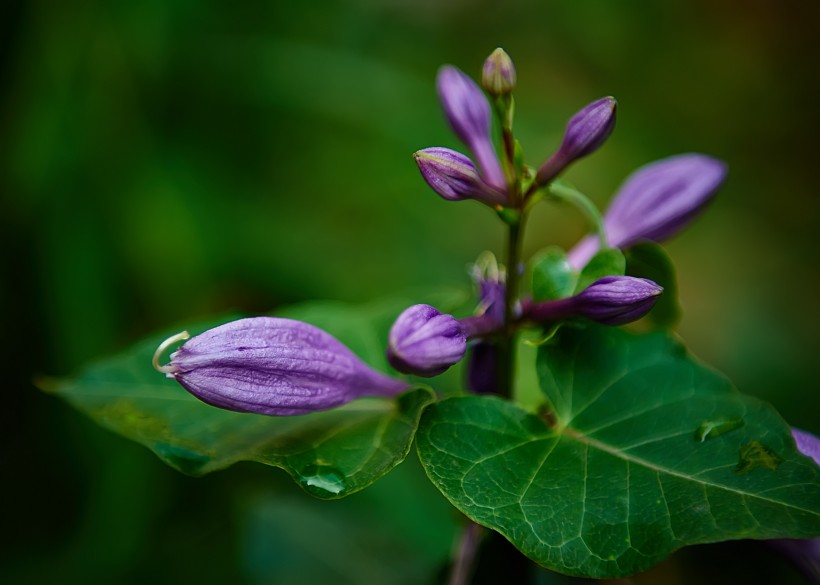 梦幻紫玉簪花卉图片