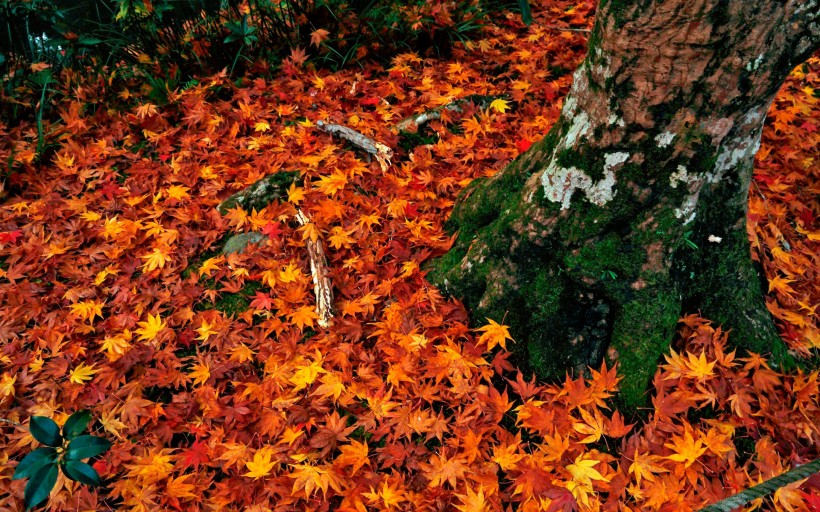 滿地紅葉圖片