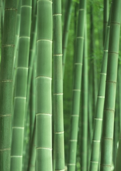 炎炎夏日里的一抹清涼竹林圖片