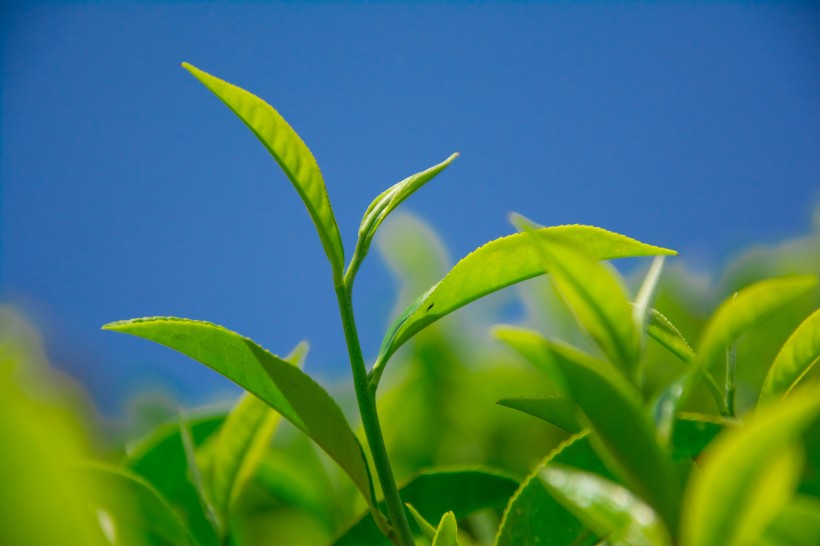 绿色茶叶植物图片