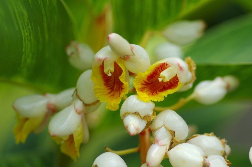 白蝴蝶合果芋图片