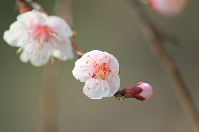 杏花圖片