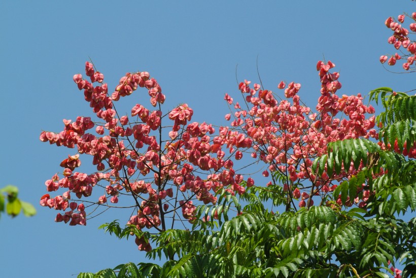 栾树花图片