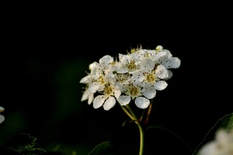 山楂花圖片