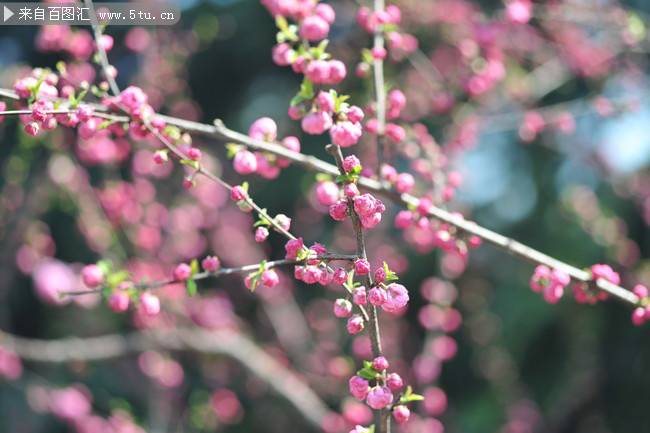 粉桃花春天鲜花高清摄影图片