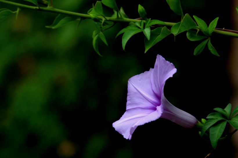 紫色牽牛花圖片