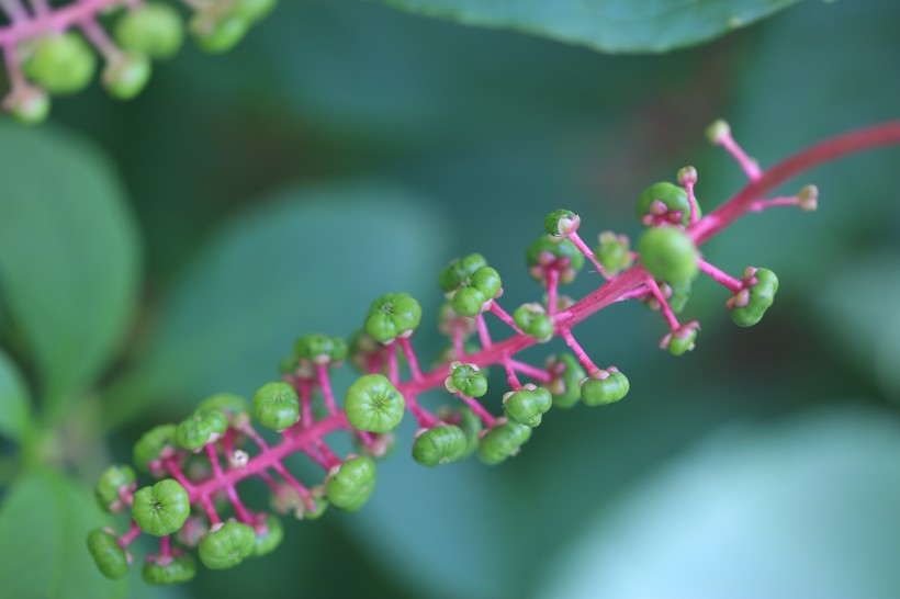 草本植物商路圖片