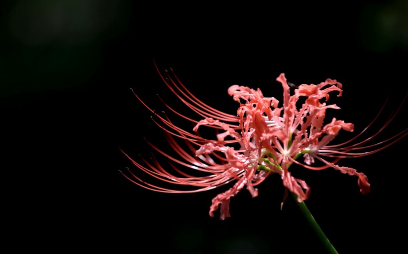 各种颜色的彼岸花图片