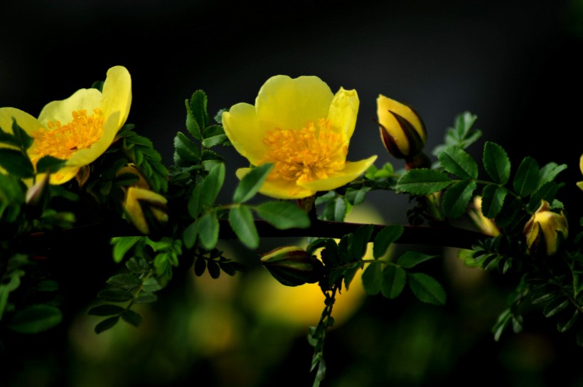 薔薇花開(kāi)圖片