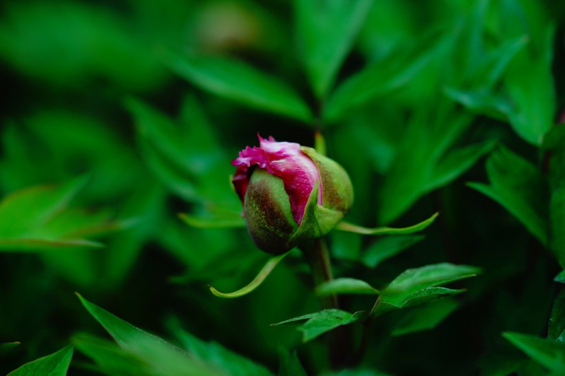 含苞待放的牡丹花圖片