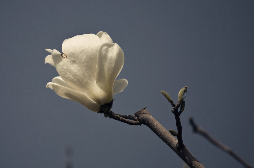 白色玉兰花图片