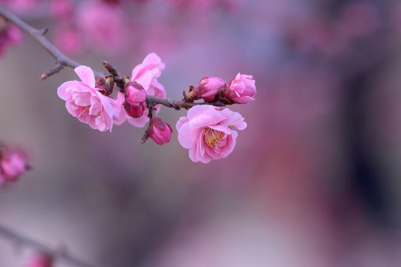 红色梅花图片