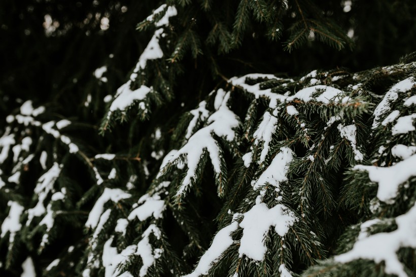 雪树的特写图片