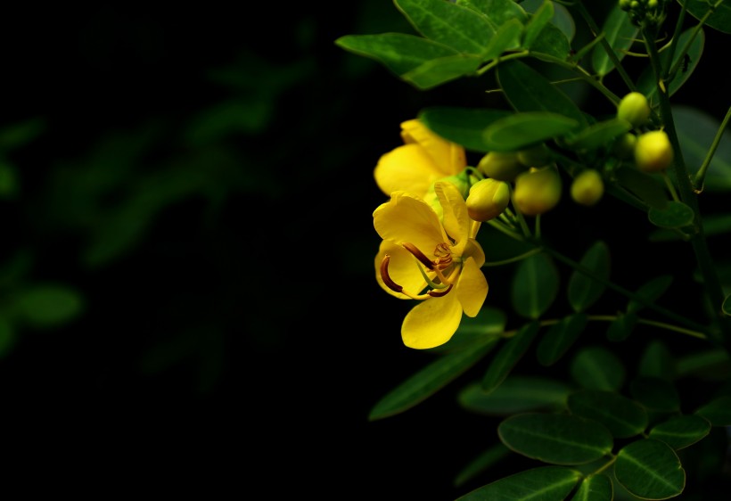 決明子花圖片