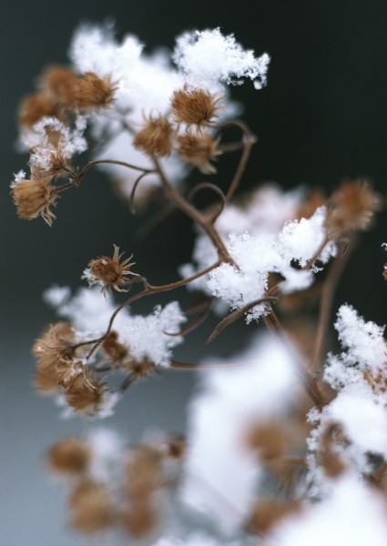 冰雪和植物图片