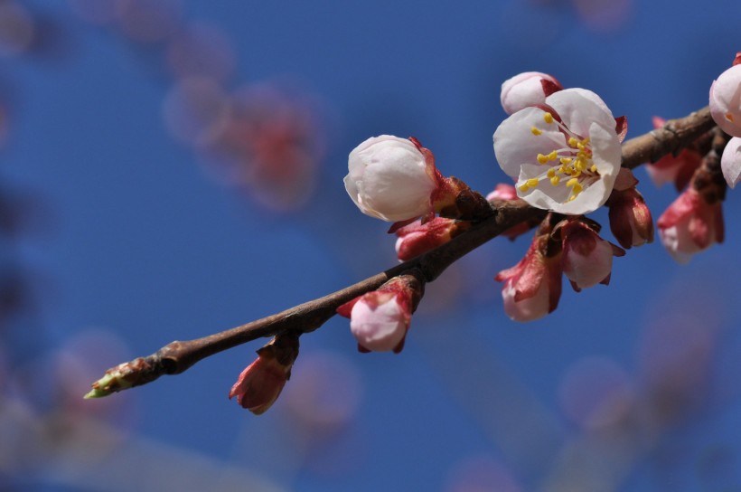 山杏花圖片