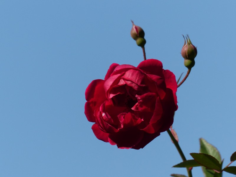 枣红色的月季花图片