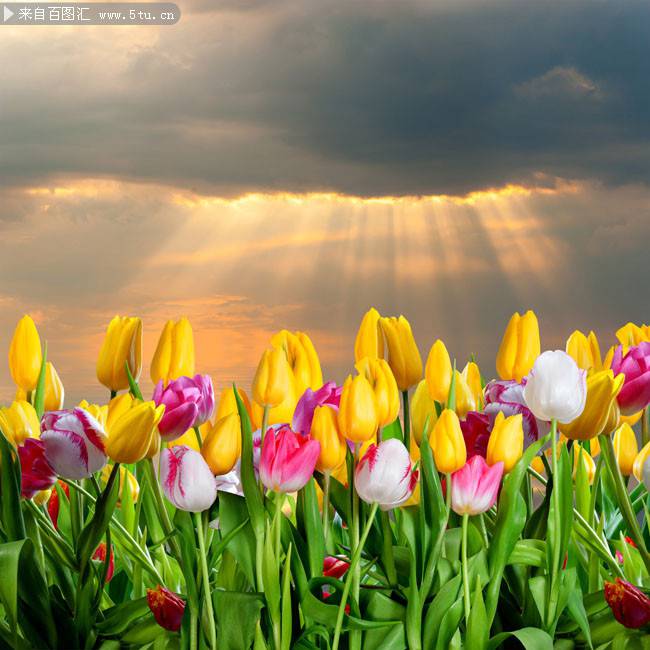 郁金香花浪漫花卉圖片背景