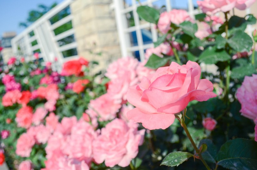 花園里的月季花圖片