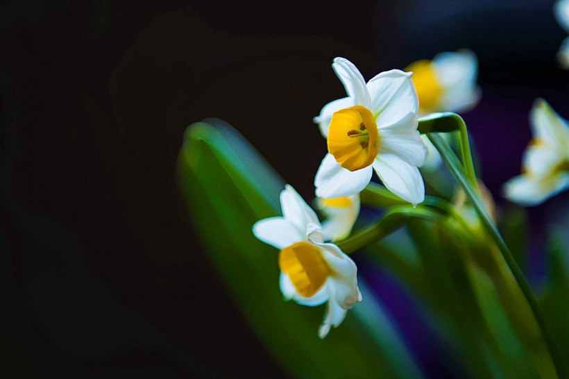 美丽的水仙花图片