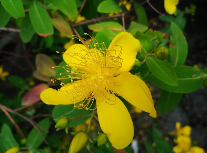 黃色的花朵圖片