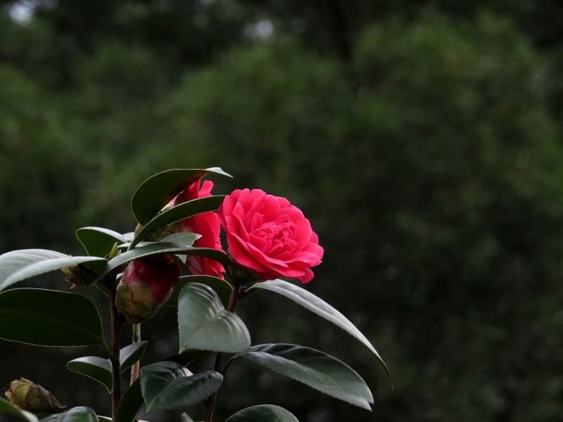 红色茶花图片 