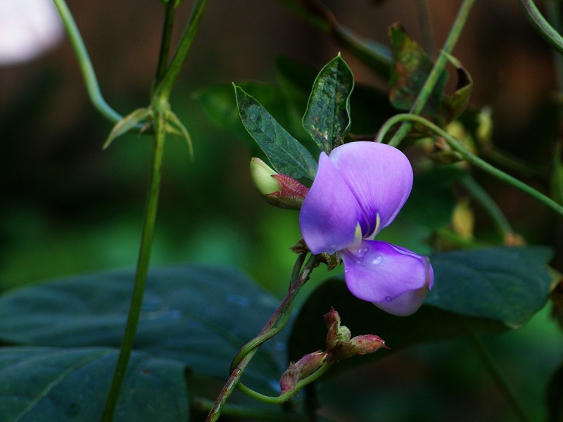 豆角花圖片