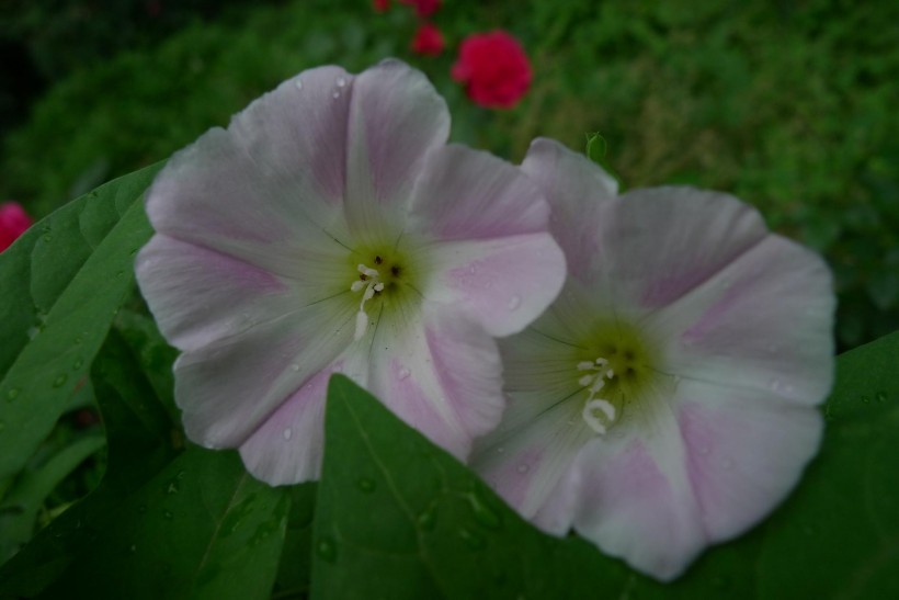 野牵牛花图片