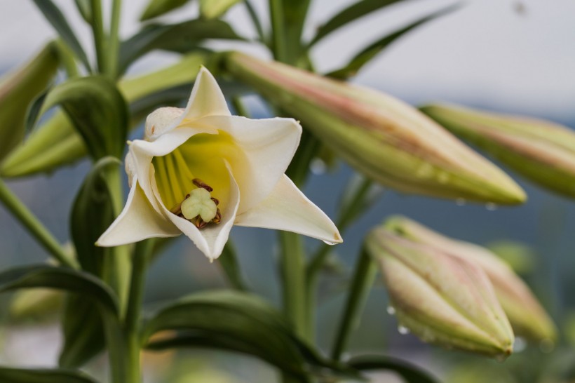 百合花圖片