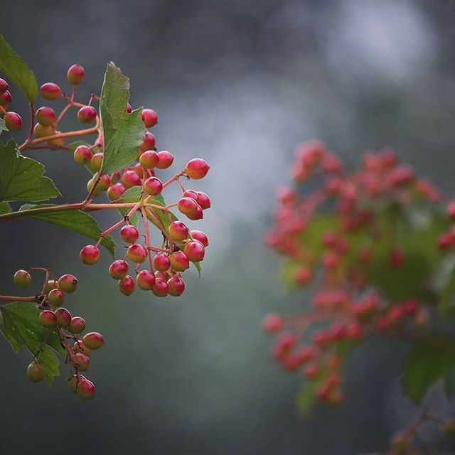 一组超唯美雨后的鲜花写真图片欣赏