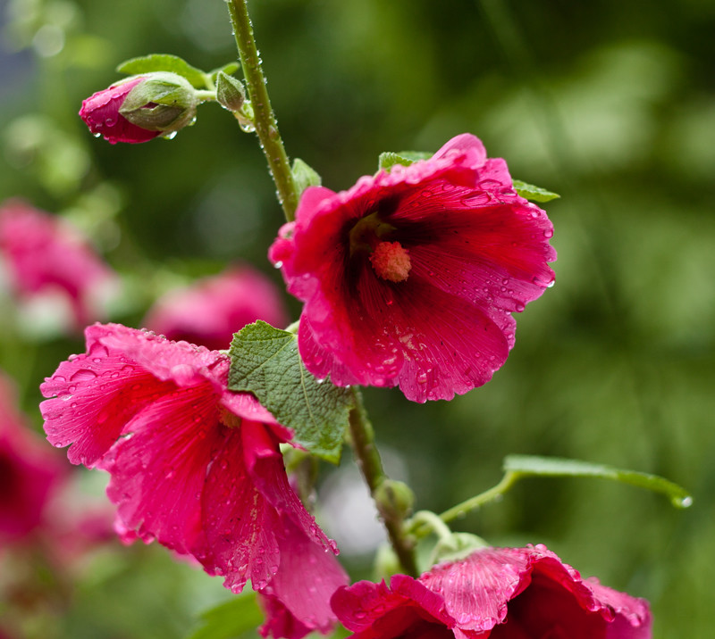 舜華舜英繽紛夏日木槿花