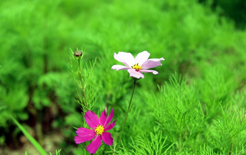 清新波斯菊花卉图片