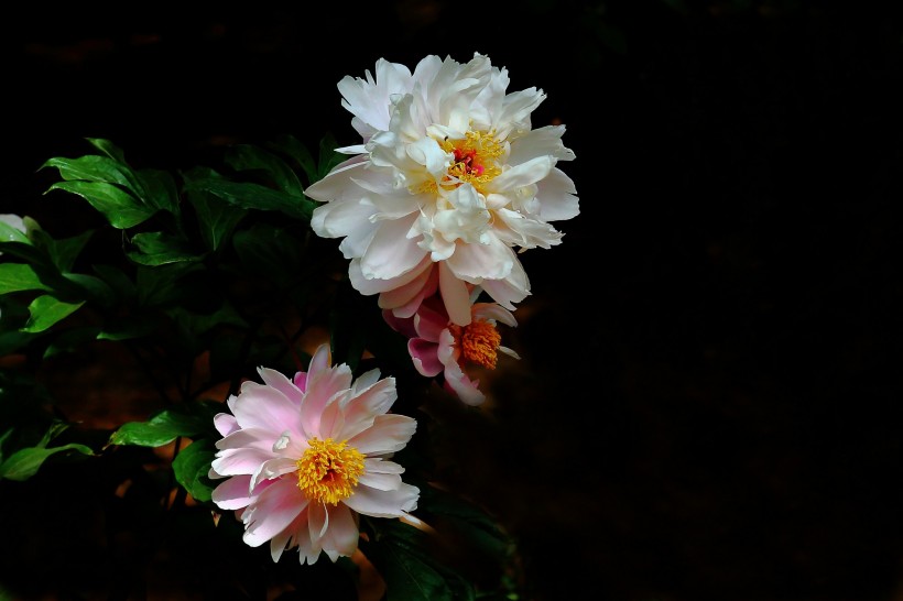 淡雅迷人芍药花图片