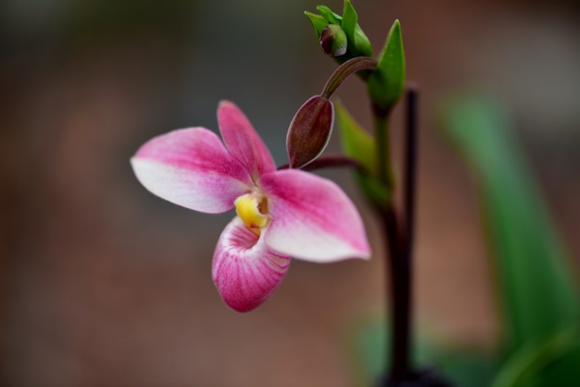 兜蘭花圖片