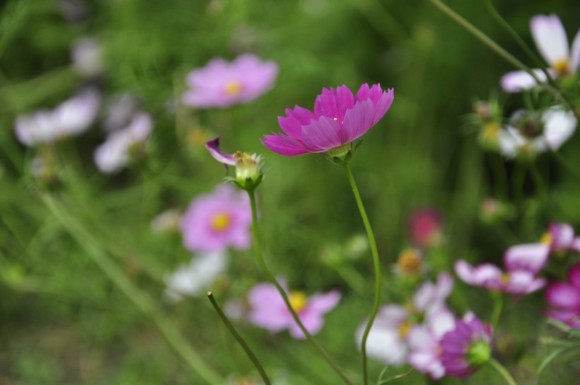 漂亮波斯菊图片