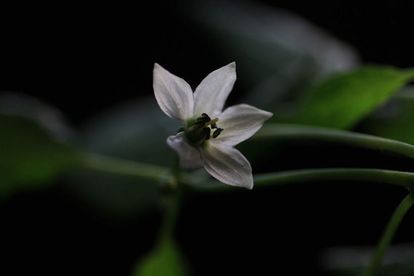 辣椒花圖片