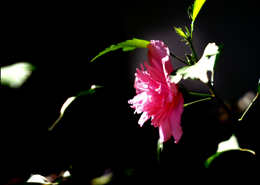 木槿花悄悄地開