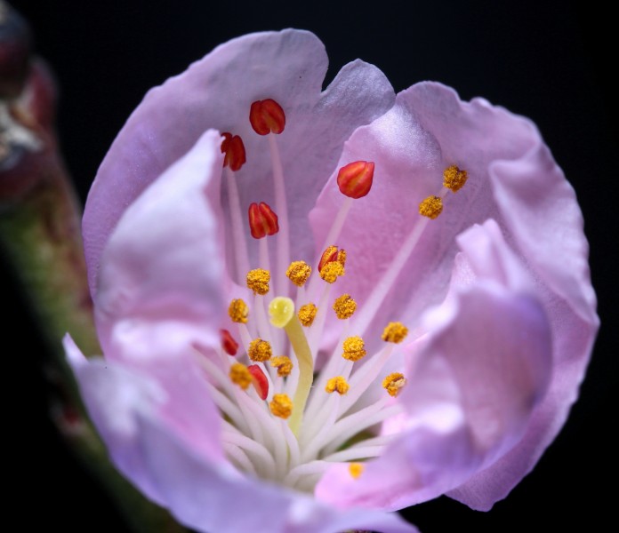 漂亮的鲜花花蕊图片